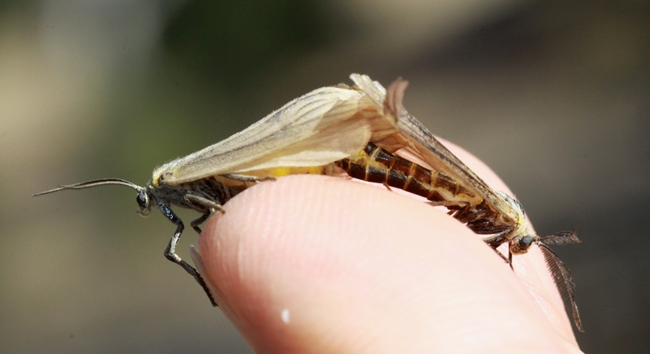oak moth mating